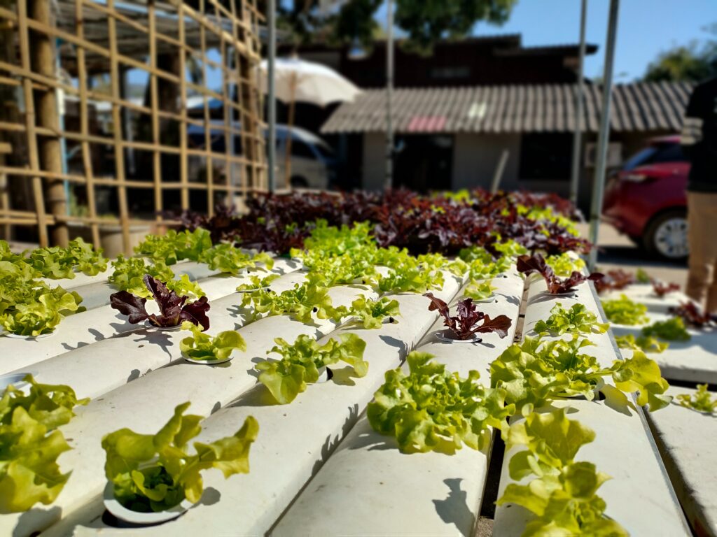 Top 5 crops for hydroponics