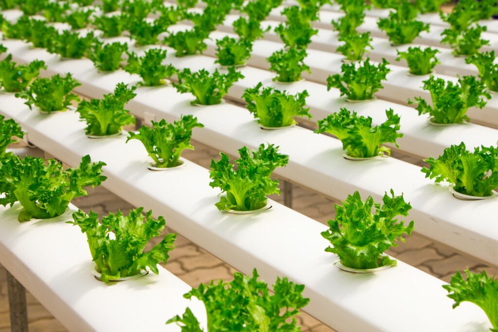 Cultivating Abundance: Unveiling the Top 5 Crops for Hydroponic Success!