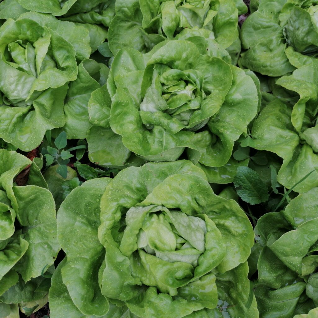 In the Garden of Greens: The Butter Lettuce Chronicles